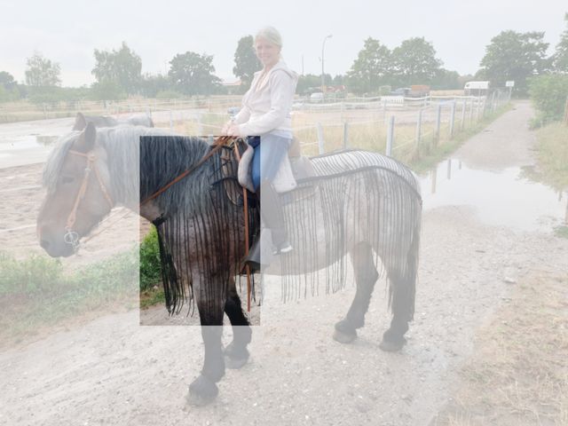 Fliegennetz Brustlatz für Arbeits-, Fahr- und Reitbetrieb