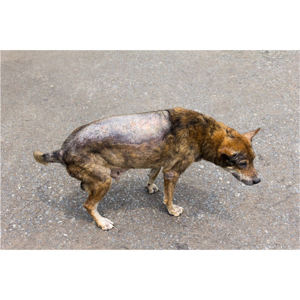 Sulfurcare Schwefelsalbe