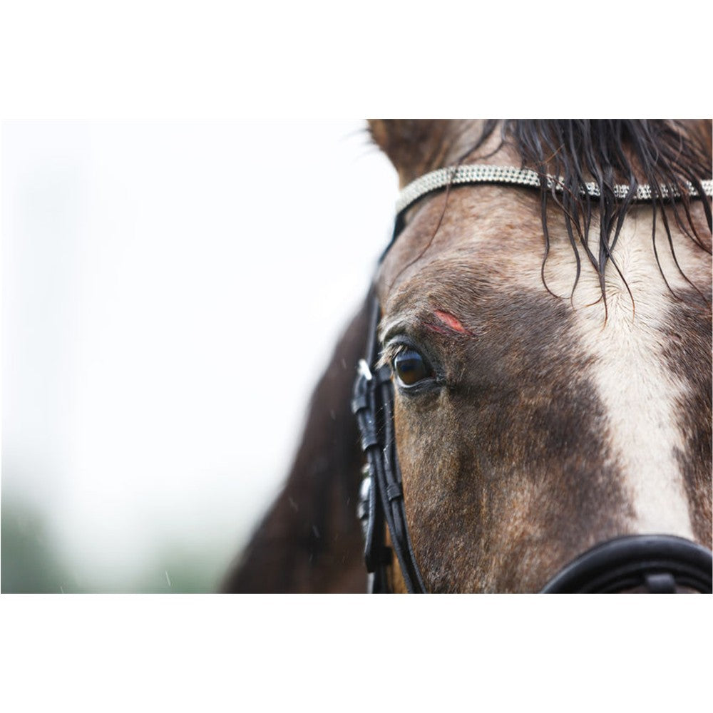 EquiCare Wundspray