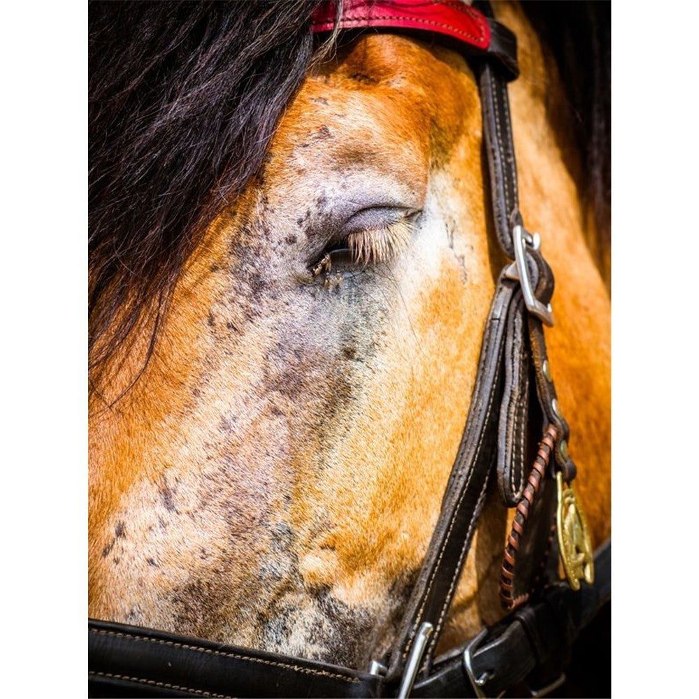 BB Ekzem Spray mit Urea