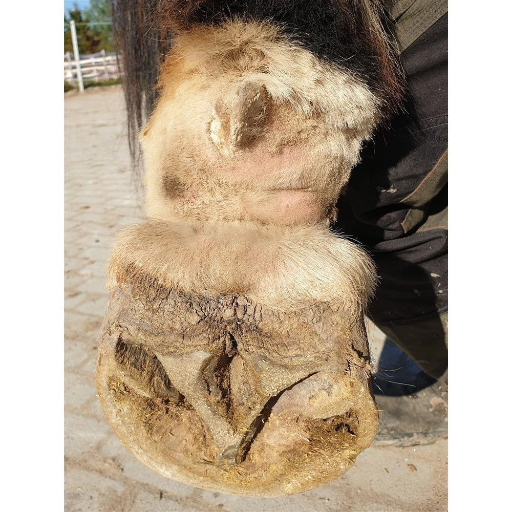 Crust-Ex Trio zur behandlung von (Mauke) Krusten, Sie Sparen 13,- Euro