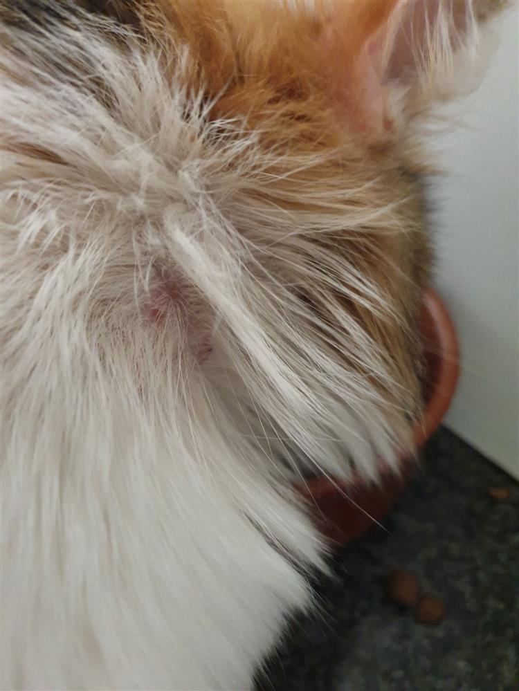 Sulfurcare Schwefelsalbe