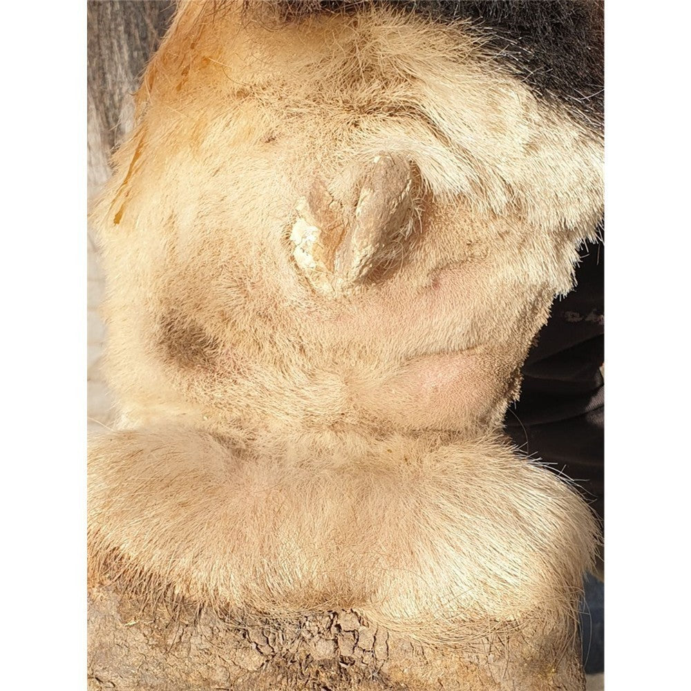 Sulfurcare Schwefelsalbe