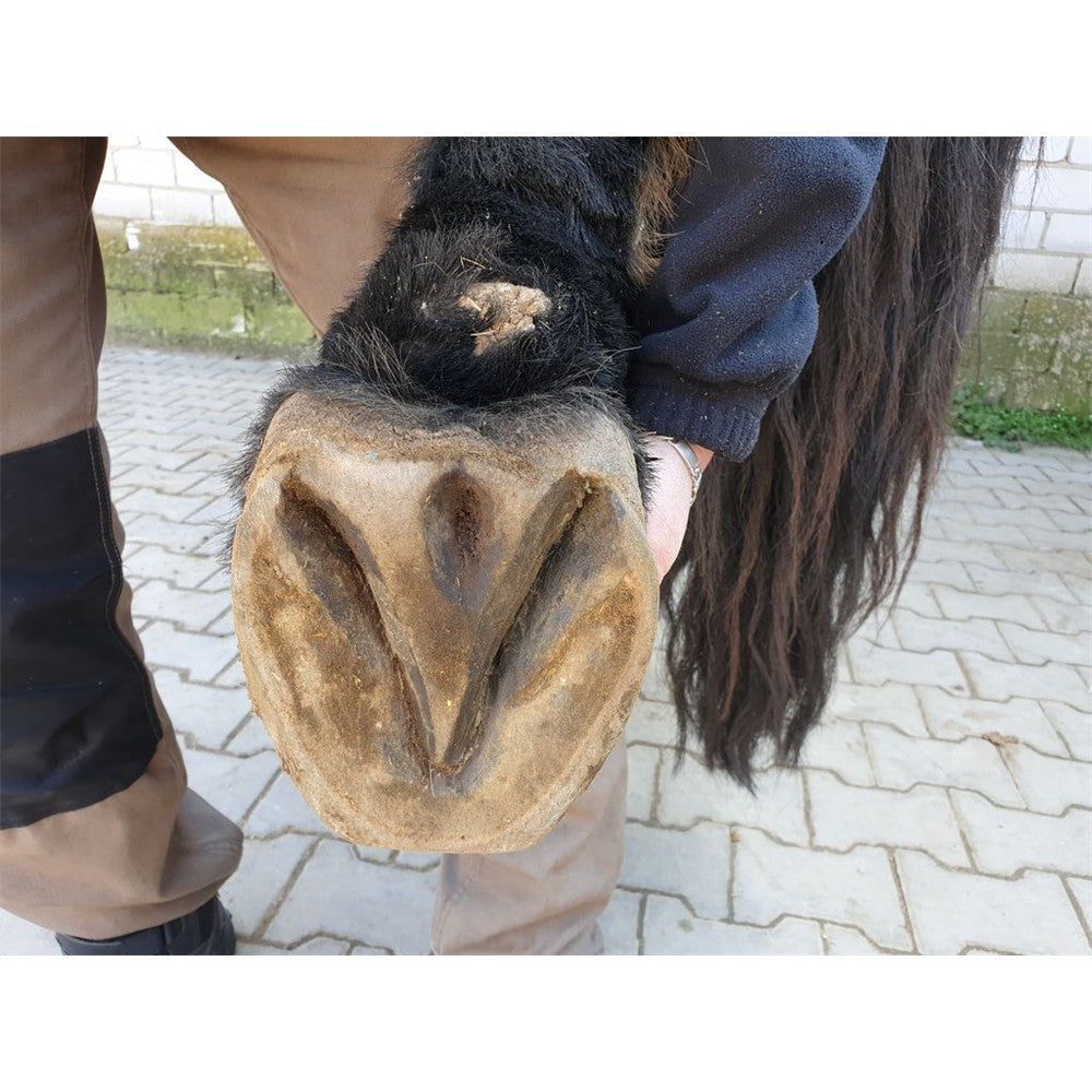 Profi Huf Trio Kupfer-Hufwachs mit Eukalyptus, LIQUIDE & SPRAY  Sie sparen 10,- gegenüber Einzelkauf