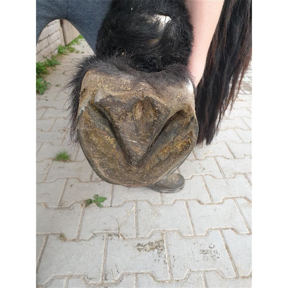 Profi Huf Trio Kupfer-Hufwachs mit Eukalyptus, LIQUIDE & SPRAY  Sie sparen 10,- gegenüber Einzelkauf