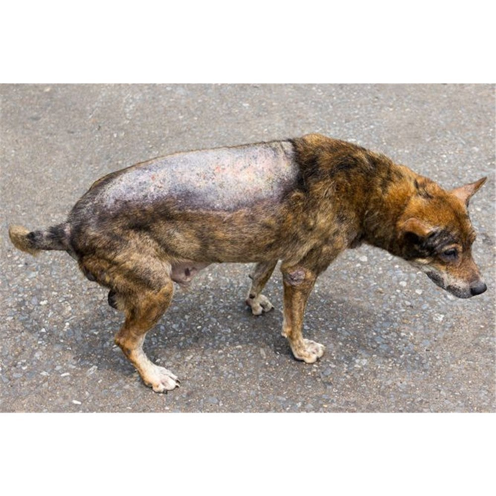 BB Ekzem Salbe mit Urea