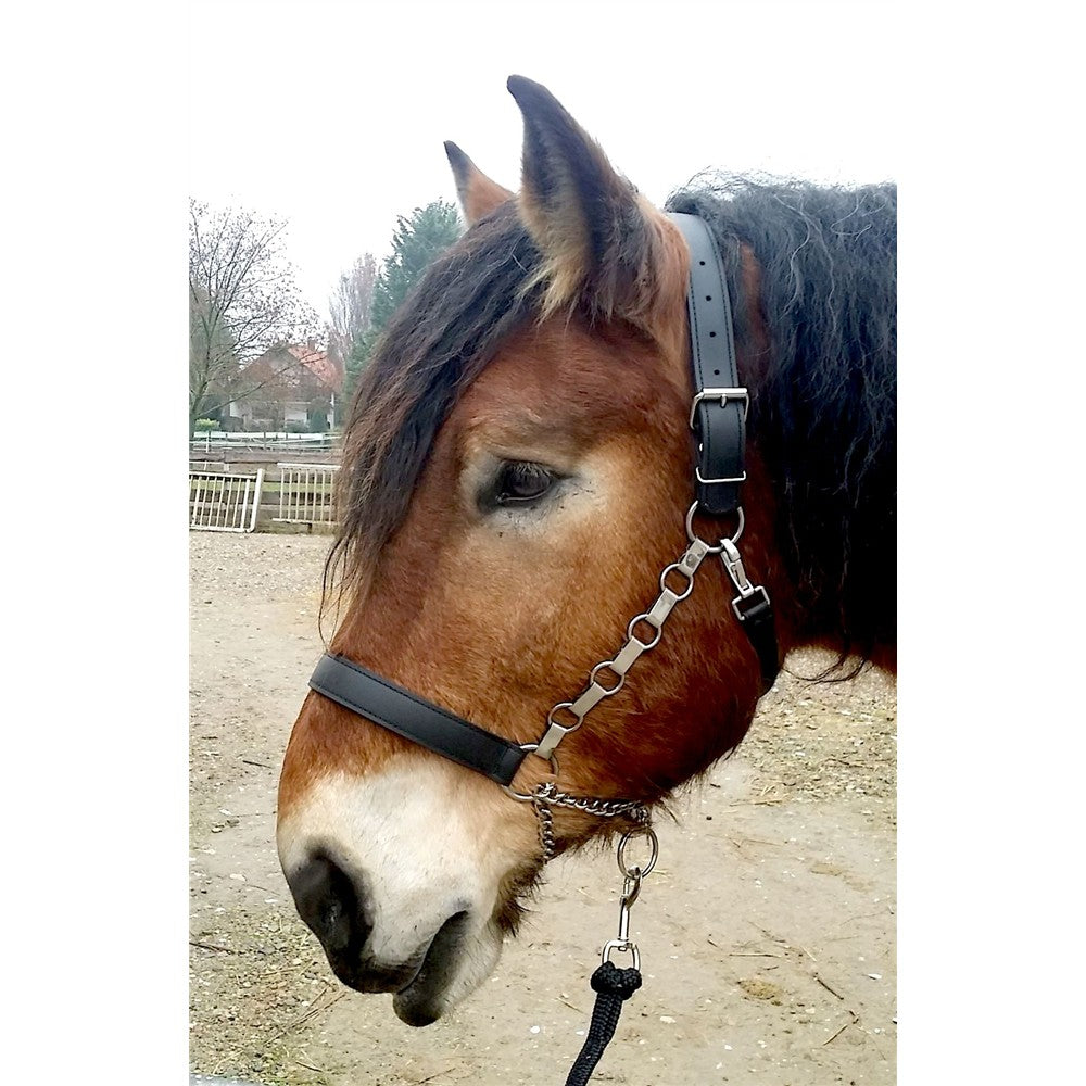 Kaltbluthalfter "Control"