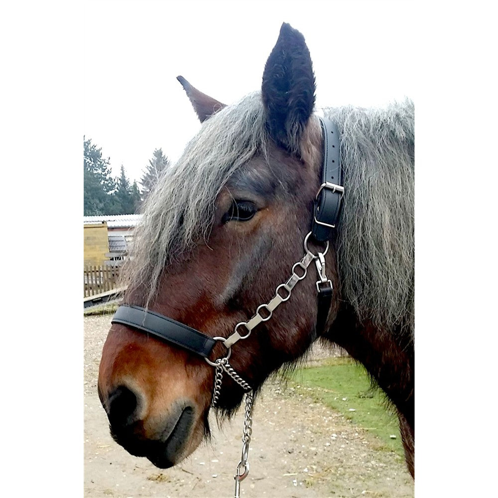 Kaltbluthalfter "Control"