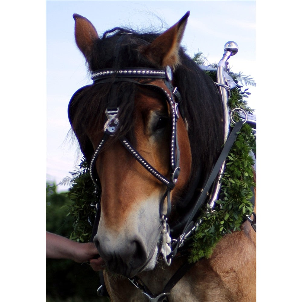 Amerikanisches Kopfstück Show