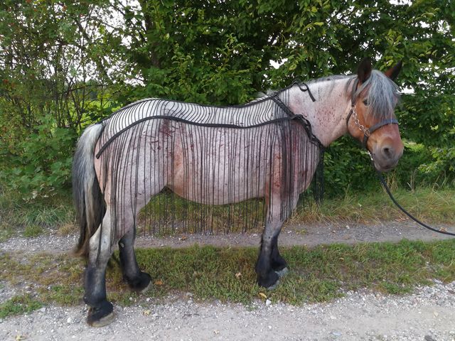 Fliegennetz für  Arbeits-, Fahr- und Reitbetrieb