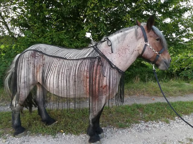 Fliegennetz für  Arbeits-, Fahr- und Reitbetrieb