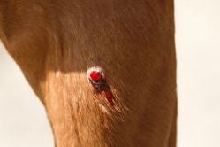 Lodexcare Wund- und Heilsalbe