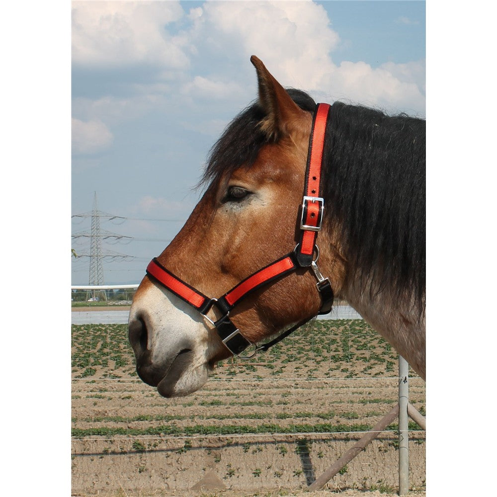 Nylon-Halfter Heavy-Horse-Edition Strong color