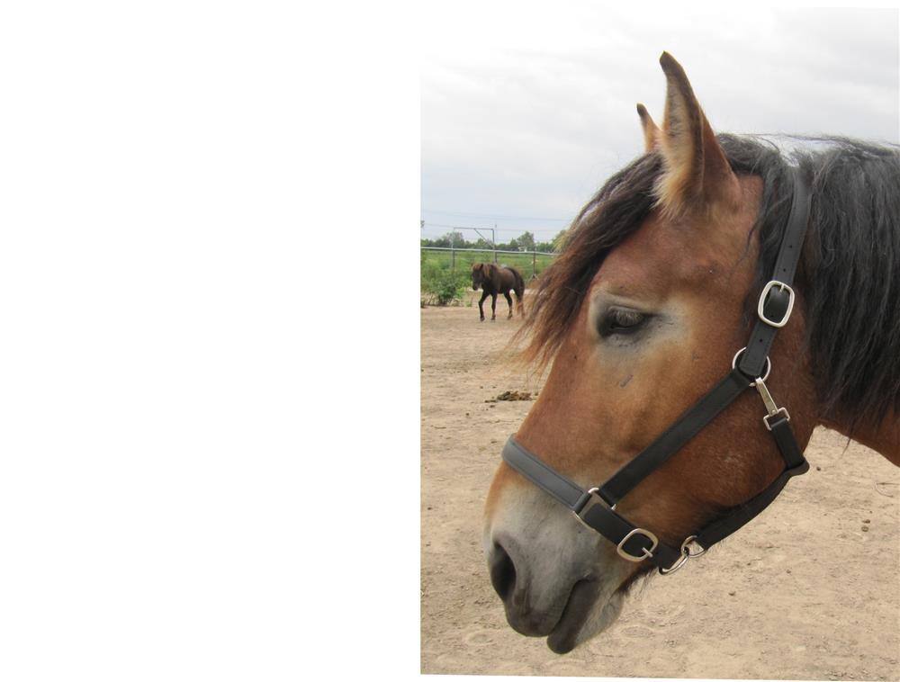 Kaltbluthalfter "Secure Control"