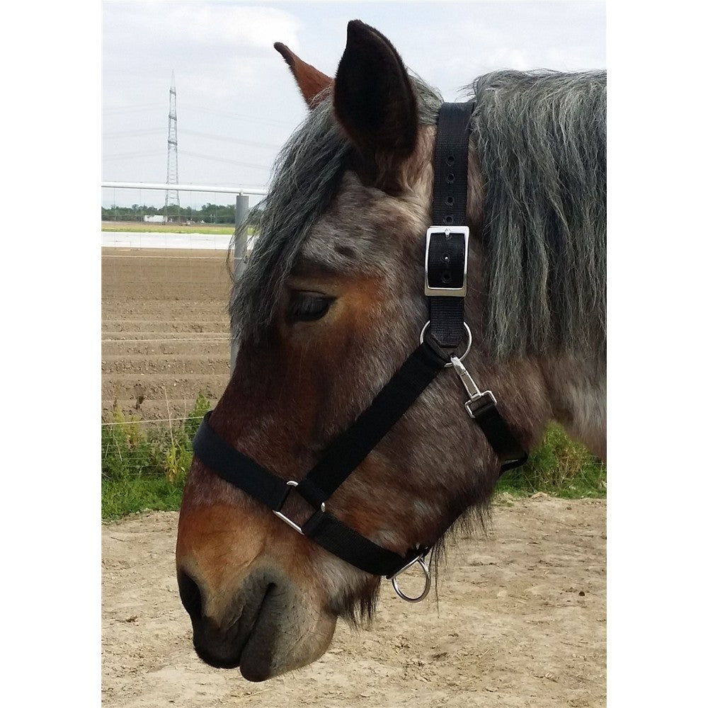 Nylon-Halfter Heavy-Horse-Edition Strong 2 fach